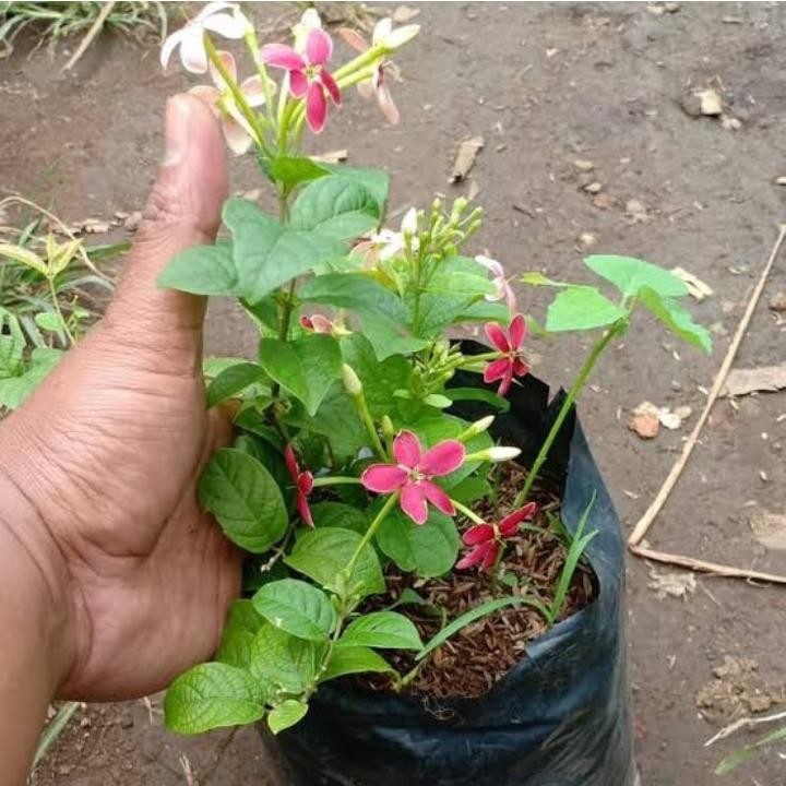 Tanaman hias bibit melati belanda - melati belanda