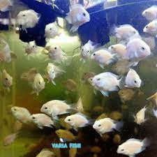 Ikan Platinum Polar paket isi 5