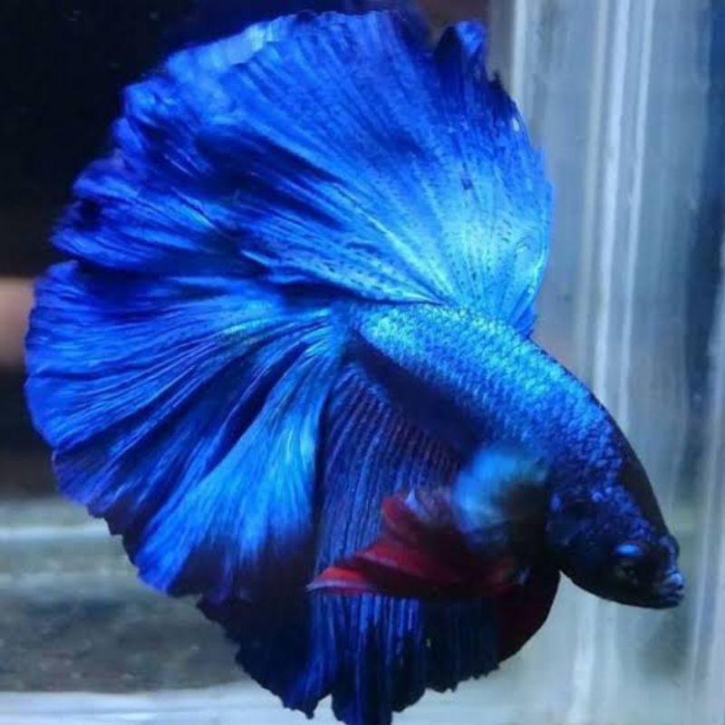 Hobi  Cupang Halfmoon Rosetaile Royal Blue Solid Ukuran L+ Top Grade