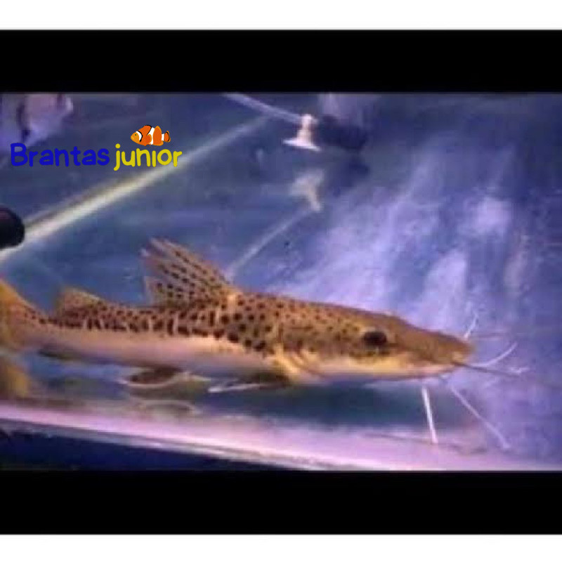 Hiasan aquarium dan aquascape leopard/catfish ketfis