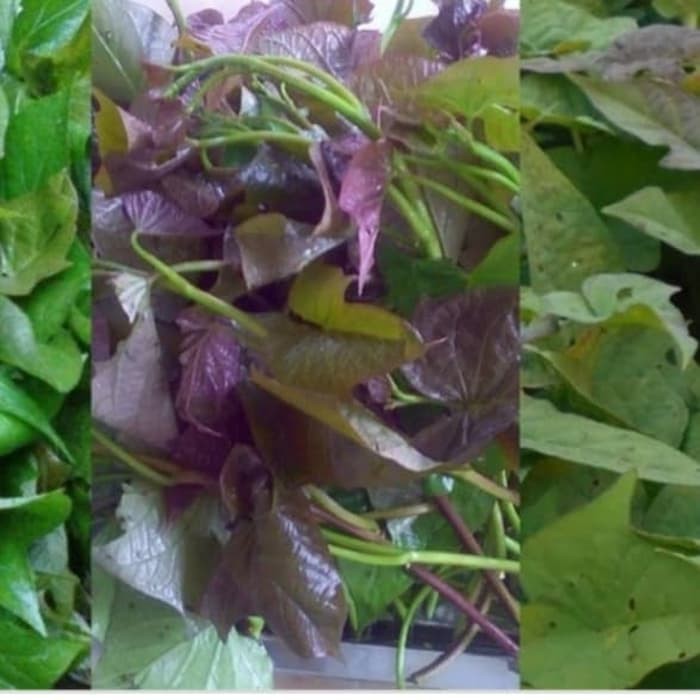 

Daun umbi jalar ubi jalar umbi ungu segar 200 gram Herbal COD