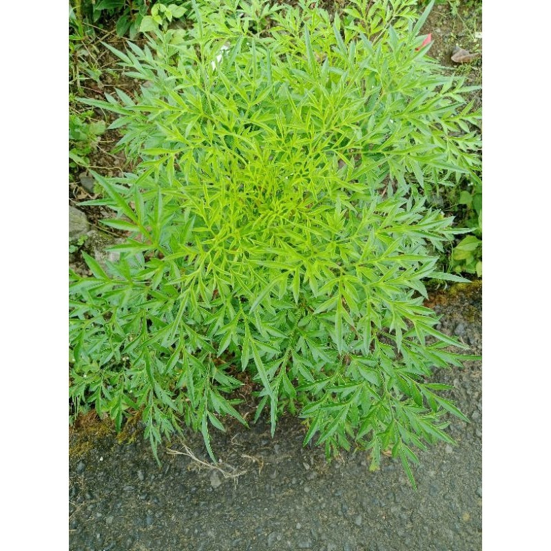 

Daun kenikir atau lalaban kenikir banyak manfaat enak buat di jadikan lalaban 500gr Herbal COD