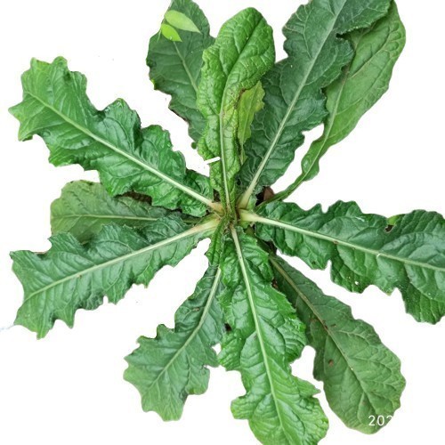 

Murah Daun Tapak Liman Segar 500 gram Herbal COD