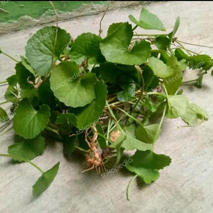 

promo daun antanan segar 250gram ready