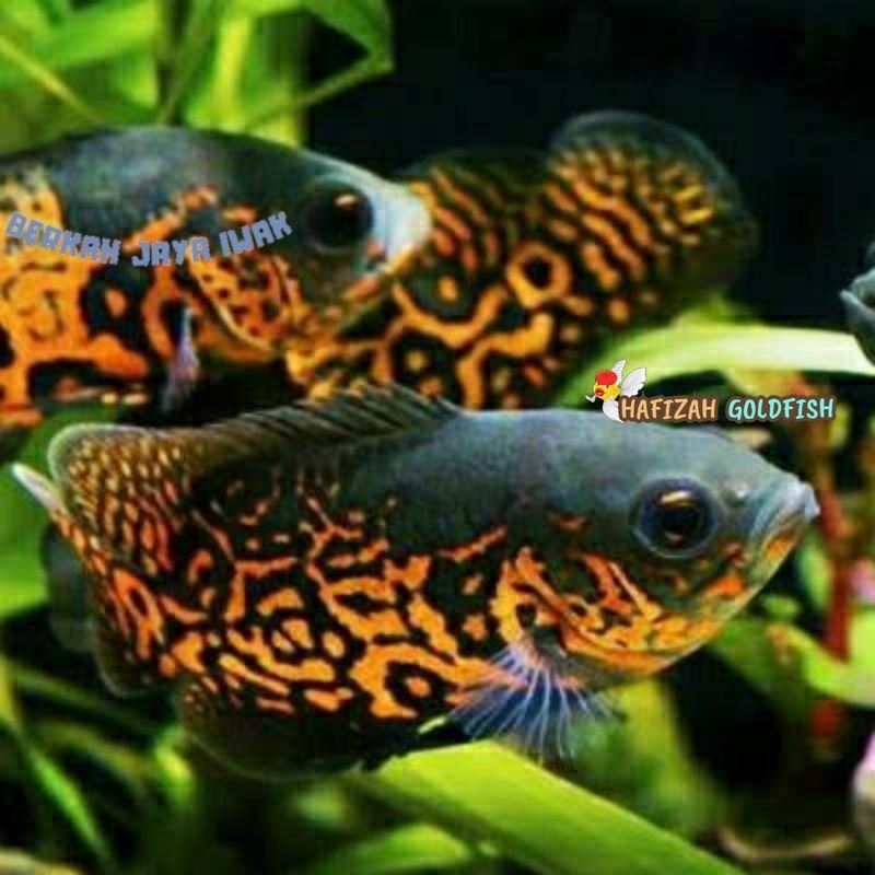 Dekorasi akuarium Oscar albino & batik Size 7-9 cm 2 jari