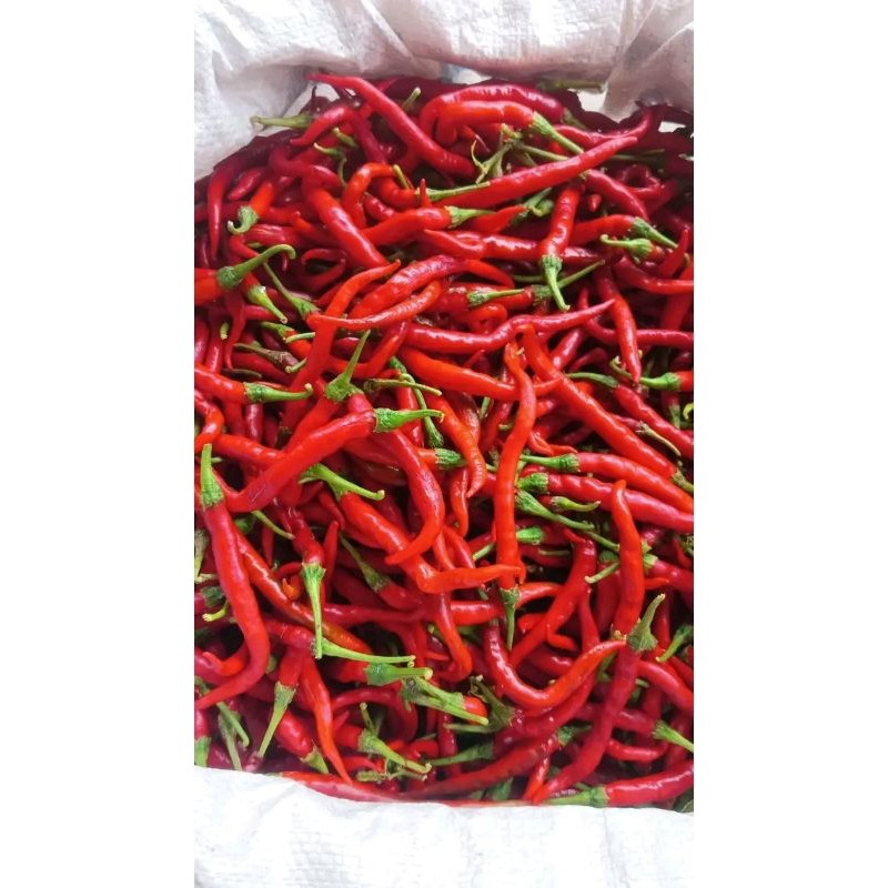 

Paket Cabe merah/ cabai merah kriting fresh 500gram -1kg