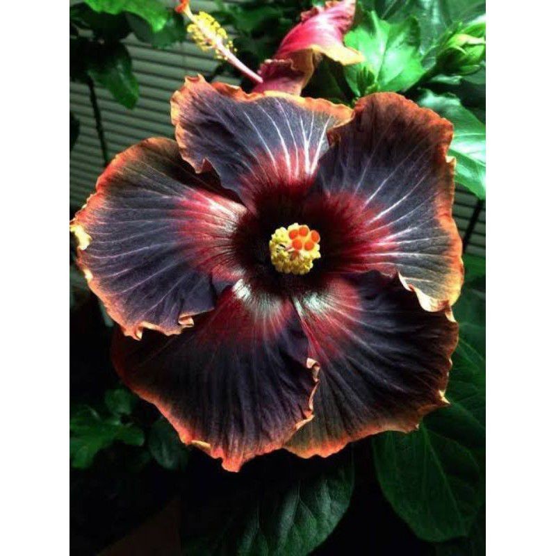 PROMO TANAMAN HIAS HIBISCUS BUNGA SEPATU// BLACK CARDINAL