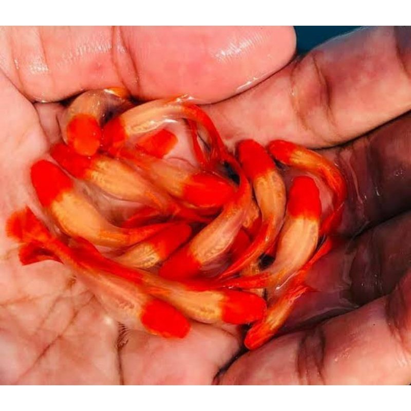 HIASAN AQUARIUM VVIP SEPASANG GUPPY ALBINO KOI NON EAR LINE VIETNAM