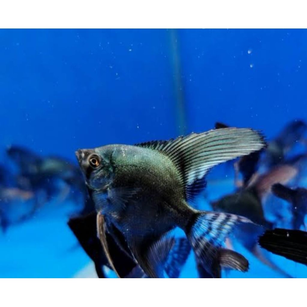 "RECOMMENDED hiasan aquarium manfish black green Avatar Aman Packing", "– Siap Kirim", "– Harga Gros