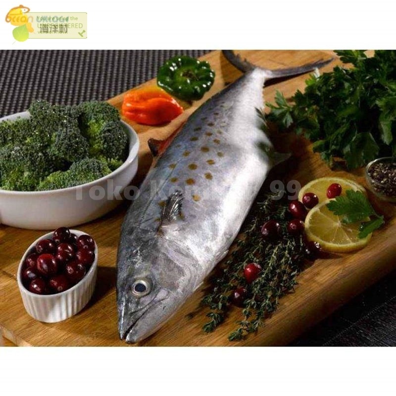 

Ikan Tenggiri Segar 1Kg Ikan Tenggiri Gepeng Ikan Tengiri