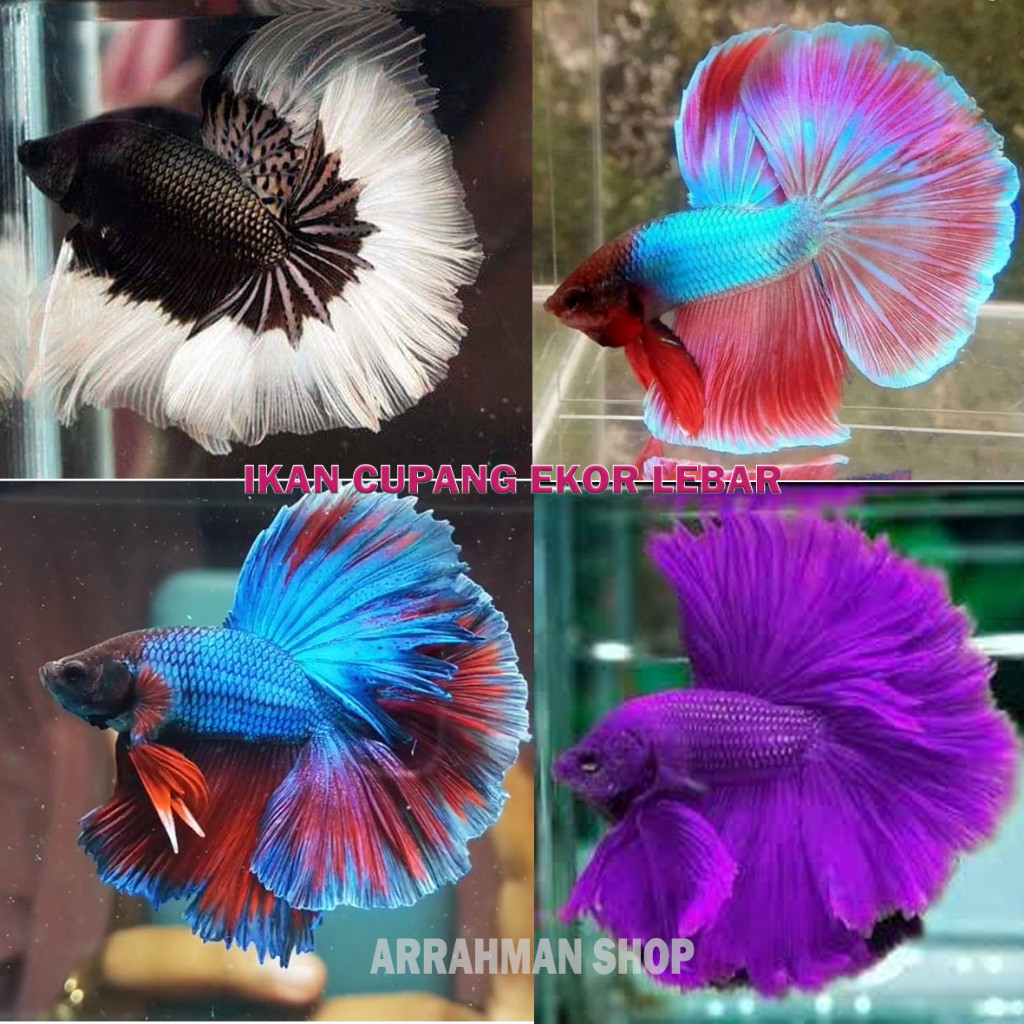 

stiker anomali IKAN Hias Paling Keren CUPANG HALFMOON EKOR LEBAR - CUPANG HALFMOON ROSETAIL - CUPANG IKAN HIAS wajib instant sameday