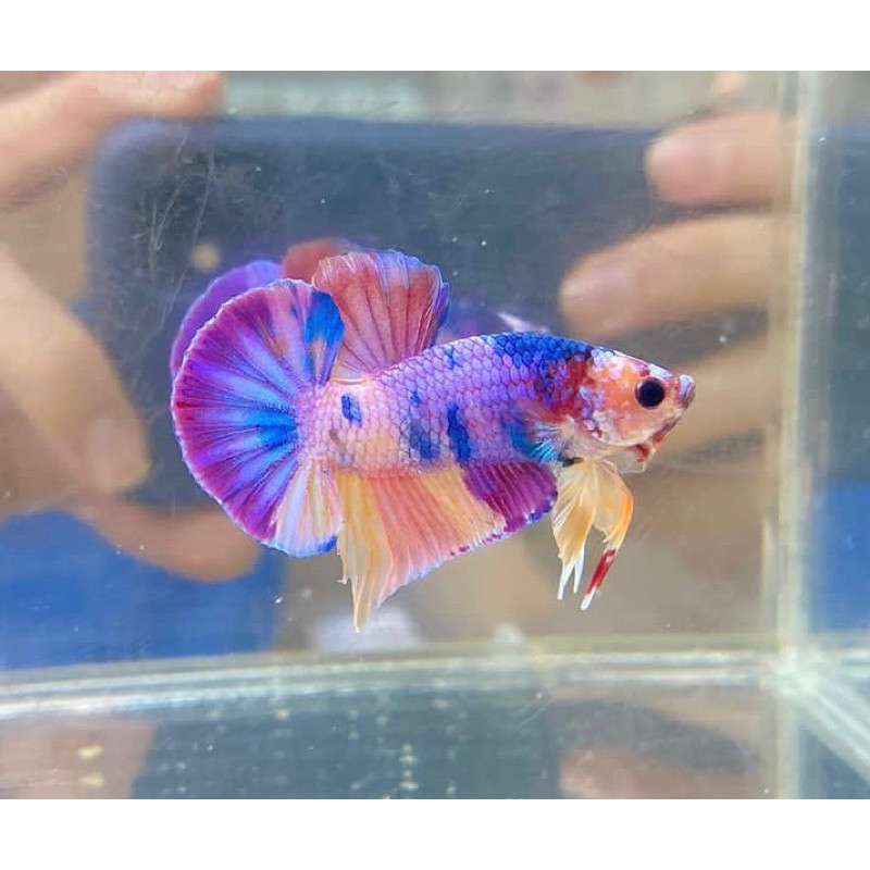 

stiker anomali cupang fancy marble full warna