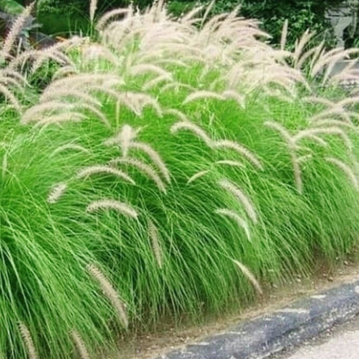 Tanaman ekor kuda Pohon buntut kuda Alang Alang buntut kuda love grass