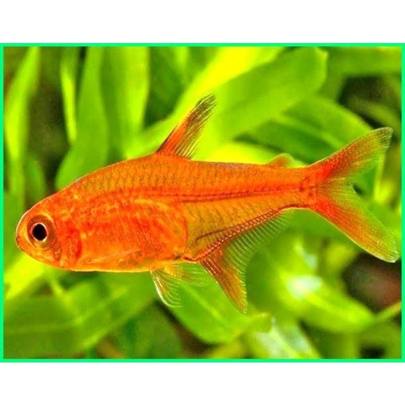 Amandae Tetra/ember Tetra