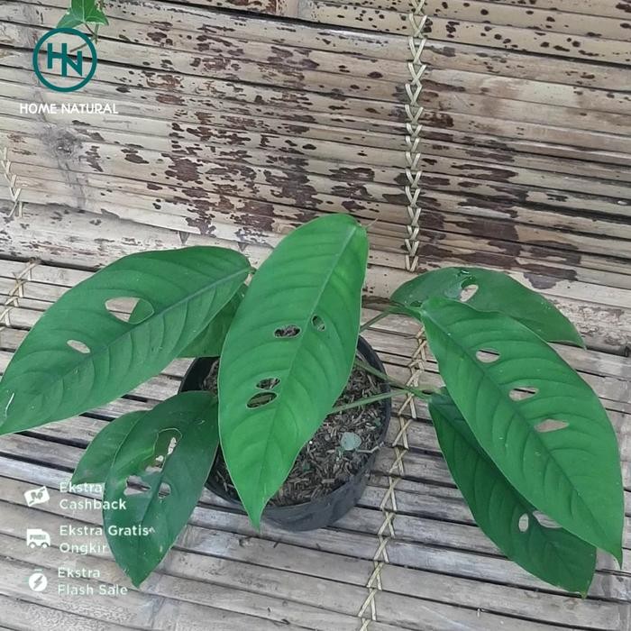 Tanaman Raphidopora Megasperma l Tanaman Raphidopora