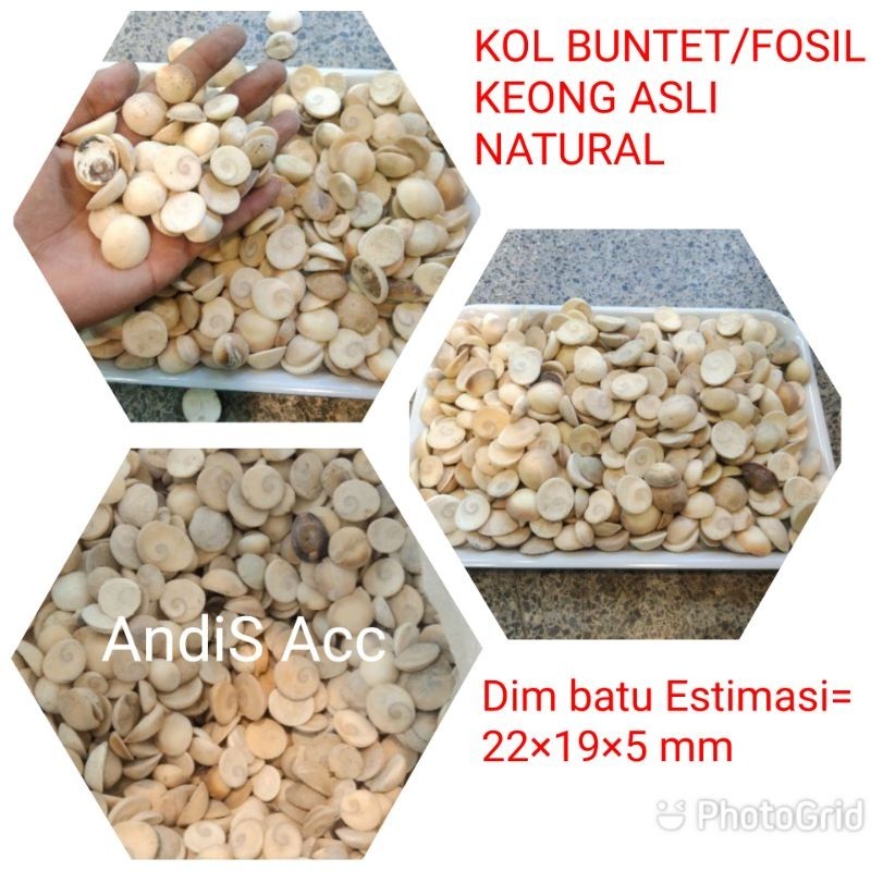 BATU  KEONG/KOL BUNTET ASLI NATURAL ALAM