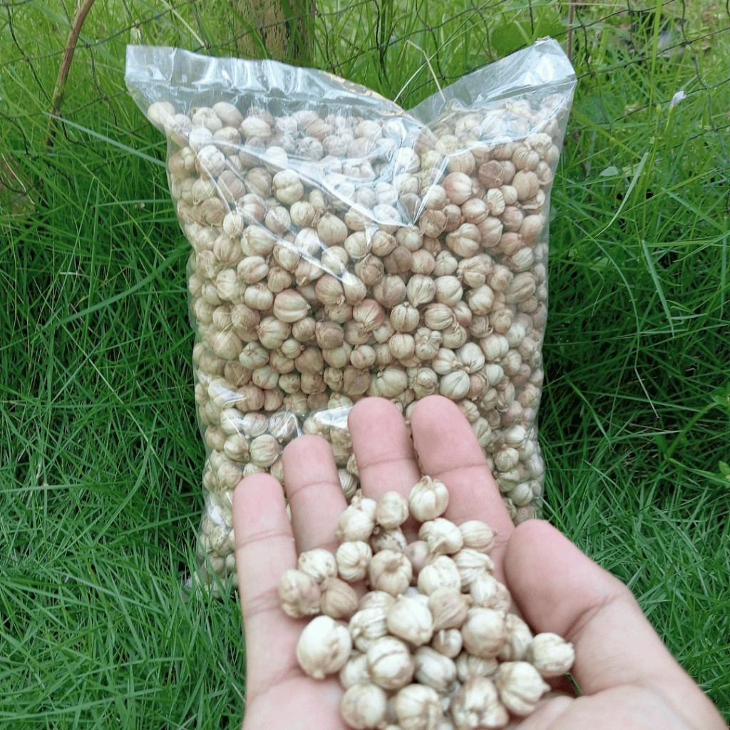 

and25 - Kapulaga India Grade Super – Rempah Wangi untuk Masak & Kesehatan