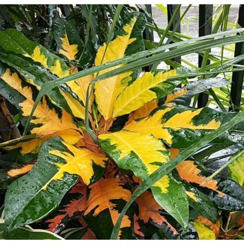 Tanaman Hias Puring Koi / Tanaman Puring Koi Daun Rimbun