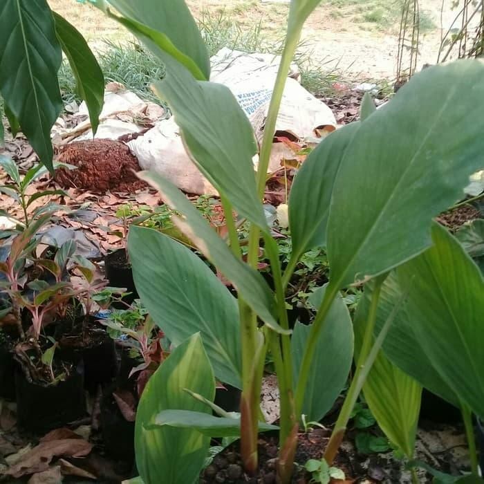 

Ready Daun Temu Kunci Segar 1kg - Daun Asli Segar Pas Ordwean Masuk Baru Dipetik