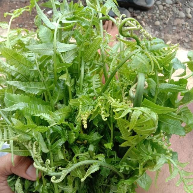 

Bisa cod Pakis segar 250Gram