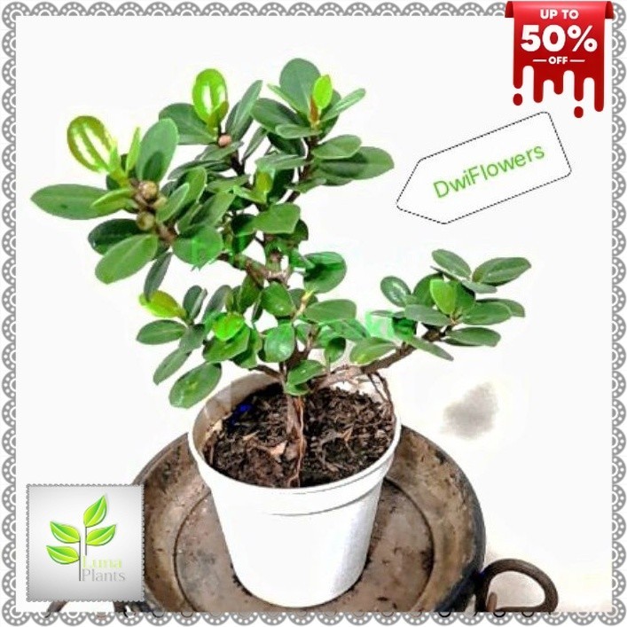 ( BISA COD ) PROMO Tanaman Hias Beringin Korea Bahan Bonsai / Tanaman Hidup Bringin Korea Bonsai Ber