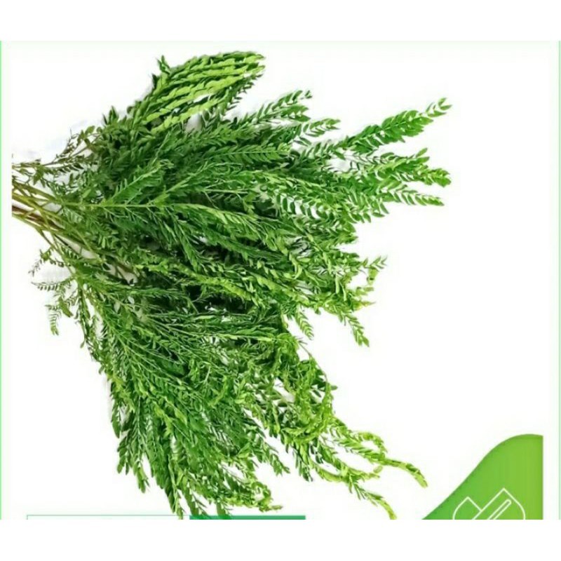 

Daun Petai Cina / Daun Lamtoro