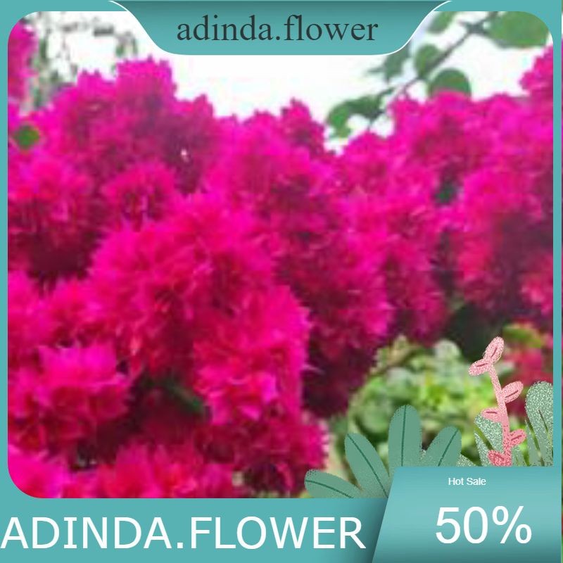 promo bugenvil TUMPUK KRIWUL merah cutting stek steck bougenville bogenvil bougenvil  bibit cutting 