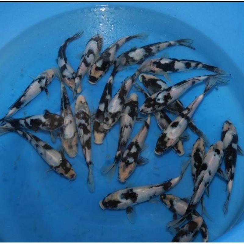 

koi shiro grade A ukuran 20-25cm up