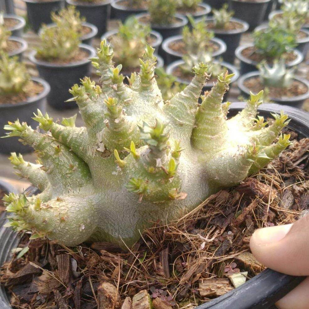 A.F. Bibit Adenium Arabikum Hibrid Godji x Nomsod DD Seedling