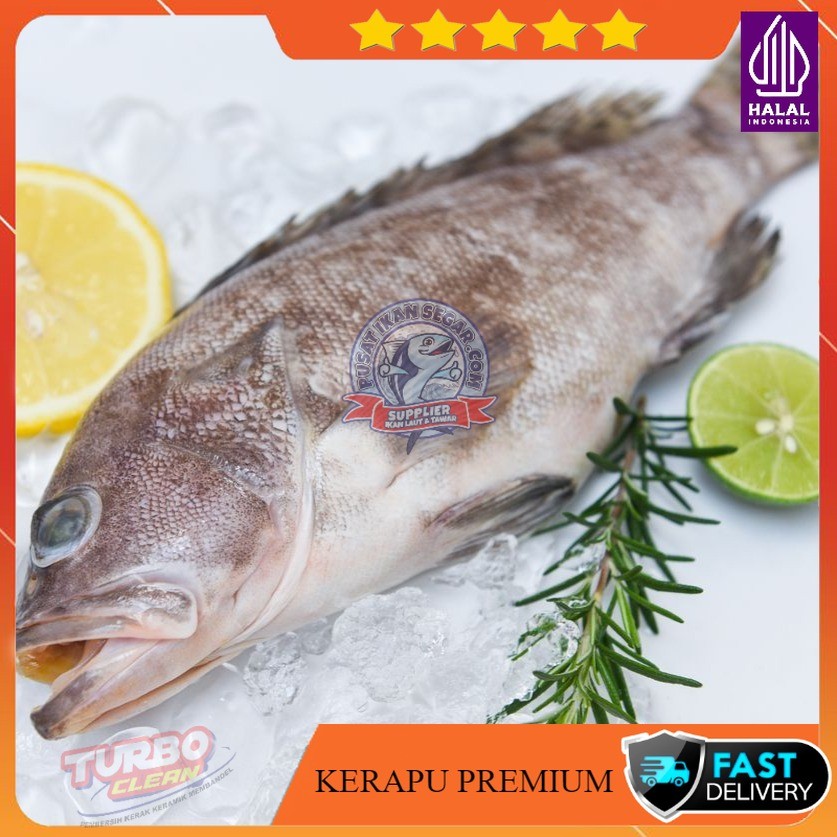 

IKan Kerapu Premium Fresh & Frozen