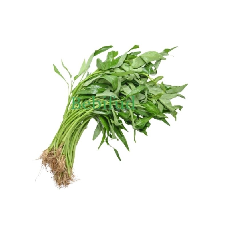 

KANGKUNG SEGAR 1 IKAT BEST SELLER