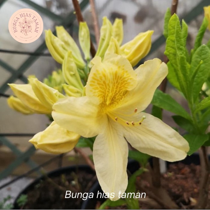 Tanaman hias azalea bunga kuning - bunga hias azalea - azalea bunga tumpuk - pohon azalea