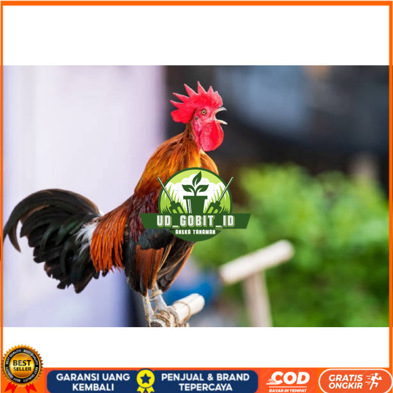 

TELUR FERTIL AYAM KETAWA SLOW/DANGDUT/DURSAM UNTUK DINTETASKAN UD_GOBIT_ID