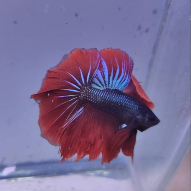 

stiker anomali cupang Halfmoon jantan random murah size XL