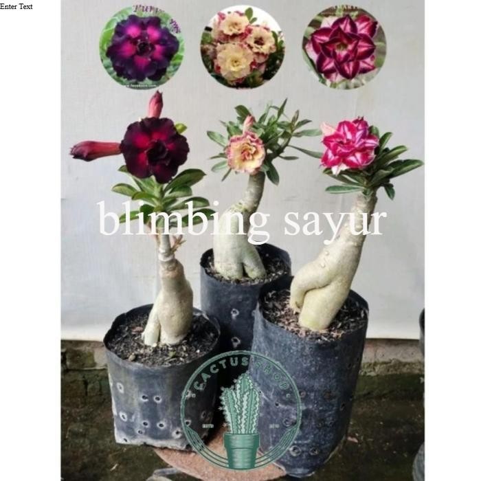 ARTIFICAL- ADENIUM PAKET VARIAN WARNA BUNGA TUMPUK PAKET 3 POHON ADENIUM Tanaman - Warna 1