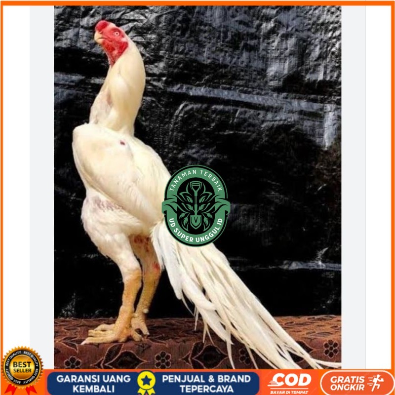 

TELUR AYAM HIAS ASEEL ORI UNTUK DI TETASKAN UD_SUPER_UNGGUL_ID