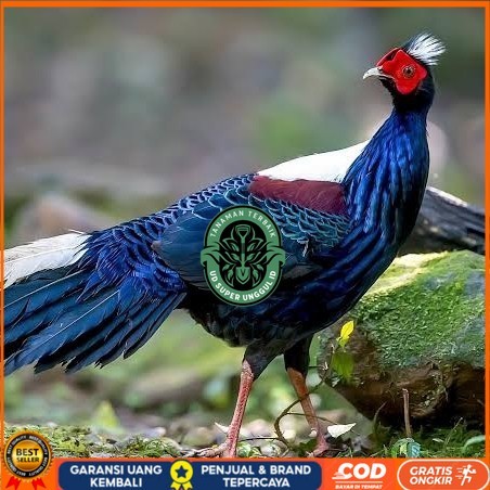 

Telur ayam hias ringneck swinhoe pheasant fertil siap ditetaskan UD_SUPER_UNGGUL_ID