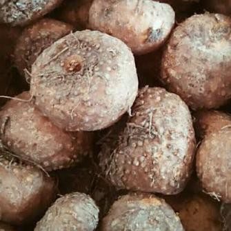 

ready umbi porong 1kg