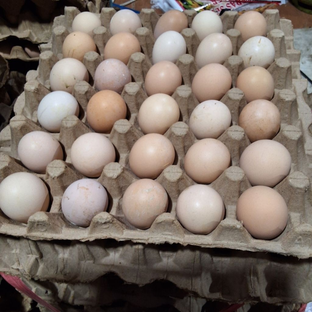 

TELUR AYAM RAS KECIL ISI 10 TELUR BY JJS