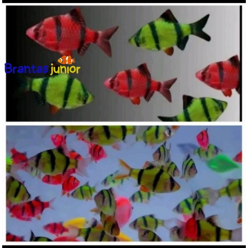 

HIASAN AQUARIUM/ PAKET ISI 5 SUMATRA GLOWFISH