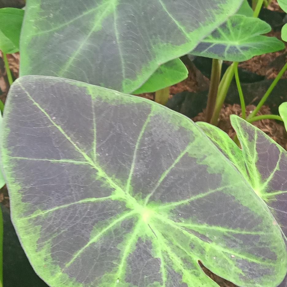 tanaman hias keladi ungu purple - caladium hias - keladi caladium