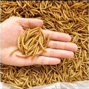 DRIED MEALWORM/ULAT HONGKONG KERING 1KG/DRY MEALWORM ULAR HONGKONG/CAMILAN SUGARGLIDER ARWANA HAMSTE