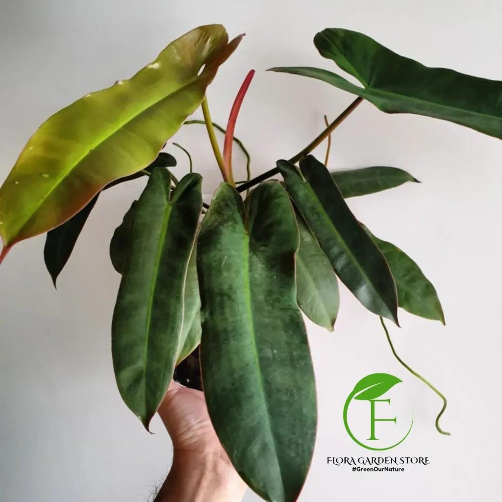 Tanaman Hias Philodendron Atabapoense x Billietiae - Atabapoense