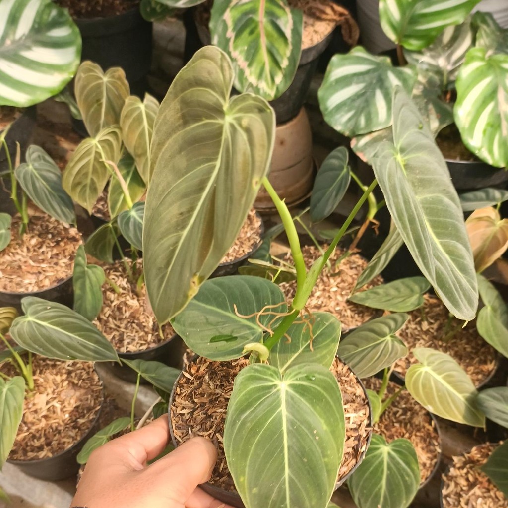 tanaman hias philodendron Melano Crysum - philodendron melano
