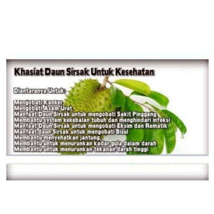 

silahkan promo 100 Lmbar Daun Sirsak Segar Langaung Petik Dari Pohon Nya ..