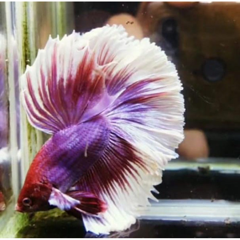 Hiasan Cupang Halfmoon big ear warna cerah cantik