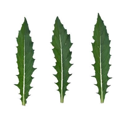 

Daun Kitolod/ Bunga Katarak Fesh 500 Gram