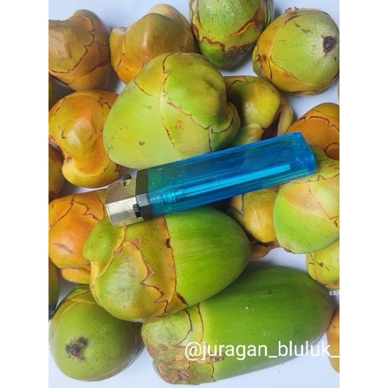 

Bluluk Pentil Kelapa Muda Fresh | Beluluk Segar | Obat Herbal Alami Diabetes & Jamu Tradisional