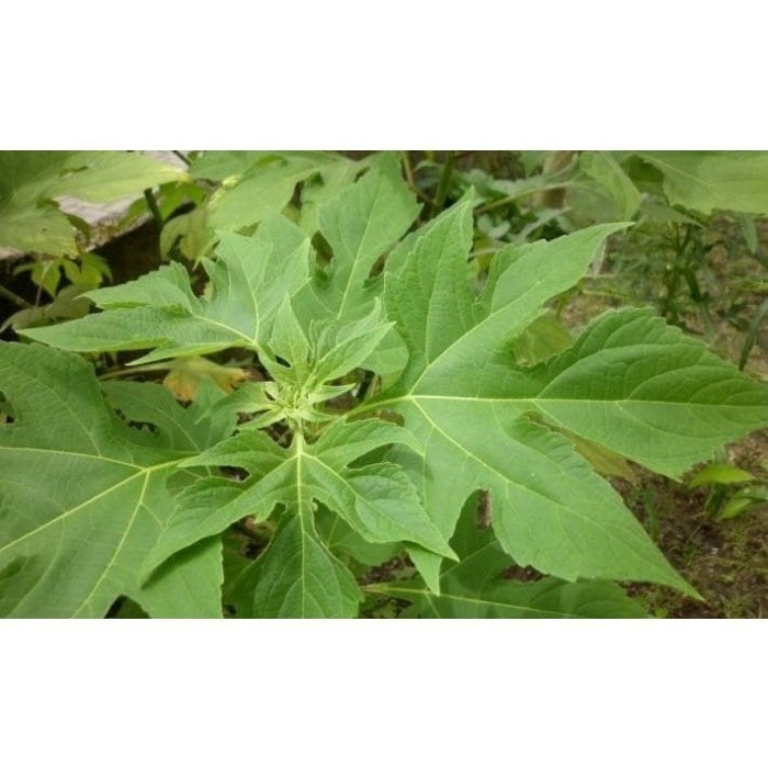 

Promo Daun insulin segar 500gram obat herbal COD 2 COD