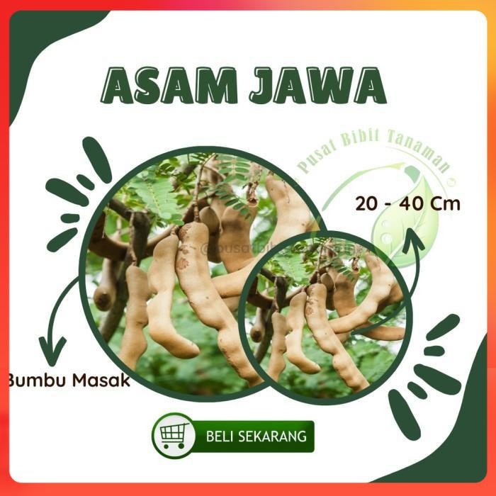 Bibit Tanaman Asem Jawa asam jawa bumbu masak